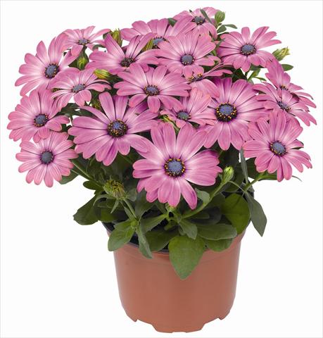 Photo de variété de fleurs à utiliser comme: Pot et Plante à massif Osteospermum RED FOX Summertime® Hot Pink