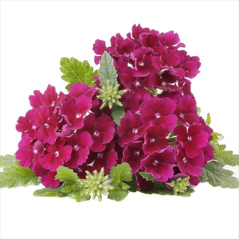 Photo de variété de fleurs à utiliser comme: Pot et Plante à massif Verbena RED FOX Empress Flair Burgundy