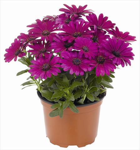 Photo de variété de fleurs à utiliser comme: Pot et Plante à massif Osteospermum RED FOX Summertime® Sweet Kardinal