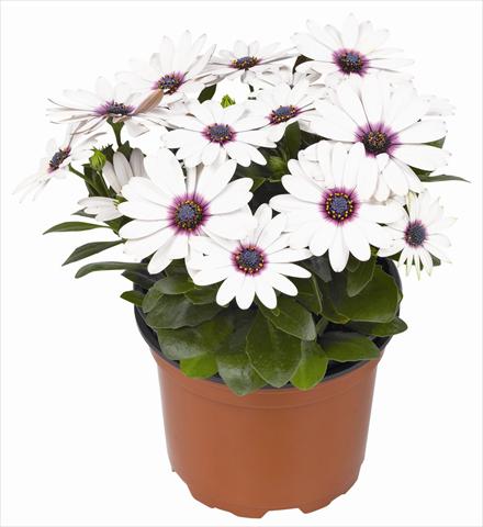 Photo de variété de fleurs à utiliser comme: Pot et Plante à massif Osteospermum RED FOX Summertime® Sweet White