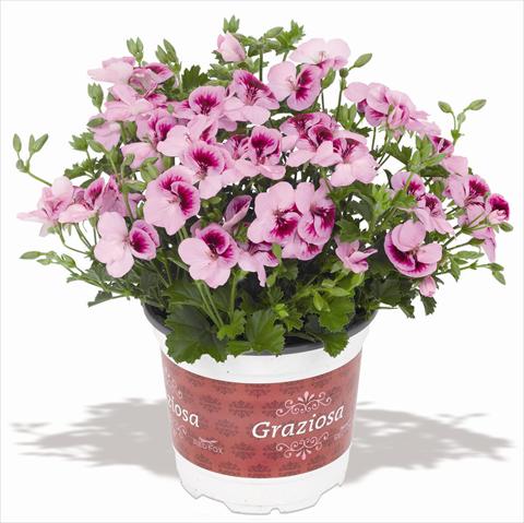 Photo de variété de fleurs à utiliser comme: Patio, pot Pelargonium interspec. RED FOX Graziosa Piccola Royal Lavender