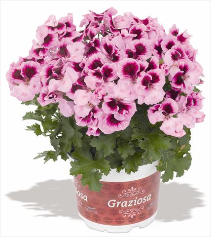 Photo de variété de fleurs à utiliser comme: Patio, pot Pelargonium interspec. RED FOX Graziosa Royal Lavender