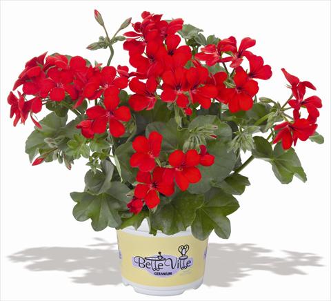 Photo de variété de fleurs à utiliser comme: Pot, patio, Suspension Pelargonium peltatum RED FOX Belle Ville Red