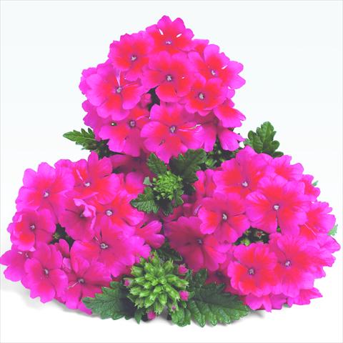 Photo de variété de fleurs à utiliser comme: Pot et Plante à massif Verbena RED FOX Empress Strawberry