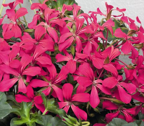 Photo de variété de fleurs à utiliser comme: Pot, patio, Suspension Pelargonium peltatum RED FOX Decora Rouge