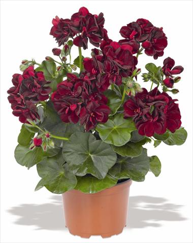 Photo de variété de fleurs à utiliser comme: Pot, patio, Suspension Pelargonium peltatum RED FOX Pacific Black Night