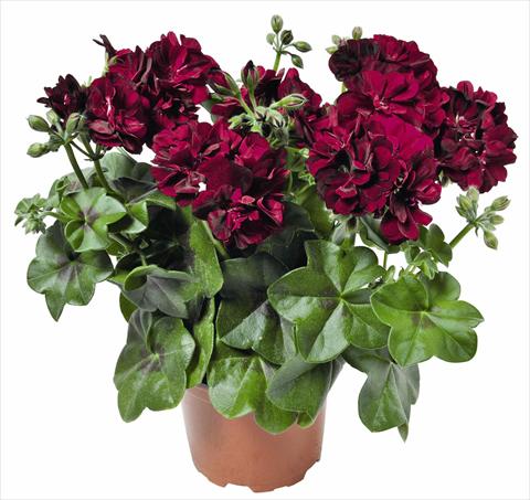 Photo de variété de fleurs à utiliser comme: Pot, patio, Suspension Pelargonium peltatum RED FOX Great Balls of Fire Burgundy