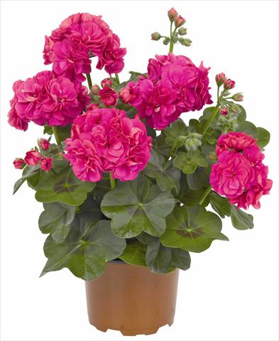 Photo de variété de fleurs à utiliser comme: Pot, patio, Suspension Pelargonium peltatum RED FOX Great Balls of Fire Deep Rose
