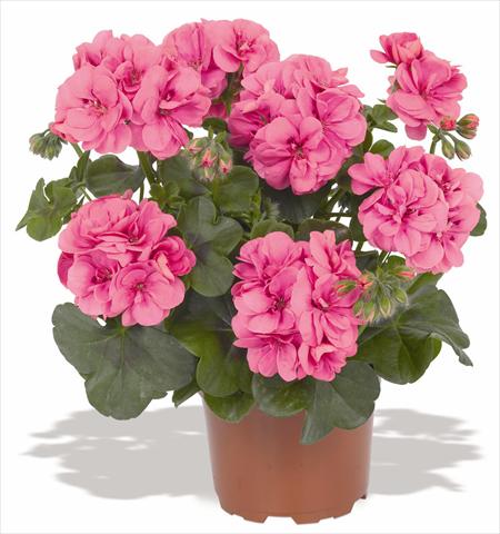 Photo de variété de fleurs à utiliser comme: Pot, patio, Suspension Pelargonium peltatum RED FOX Great Balls of Fire Pink