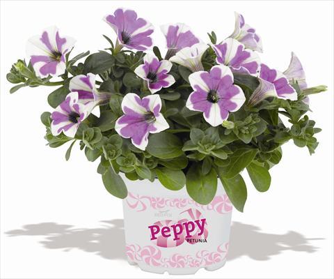 Photo de variété de fleurs à utiliser comme: Pot, patio, Suspension Petunia RED FOX Peppy Lavender