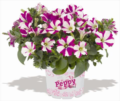Photo de variété de fleurs à utiliser comme: Pot, patio, Suspension Petunia RED FOX Peppy Purple