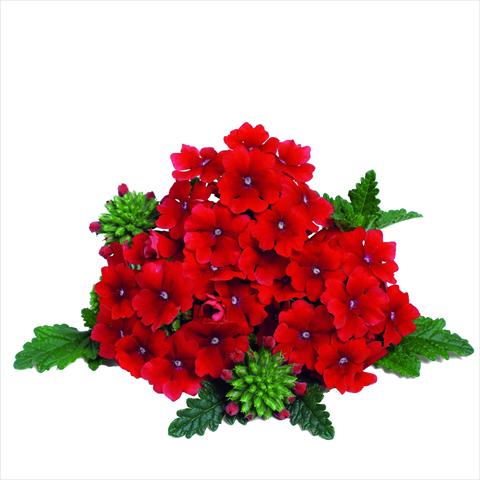 Photo de variété de fleurs à utiliser comme: Pot et Plante à massif Verbena RED FOX Empress Dark Red
