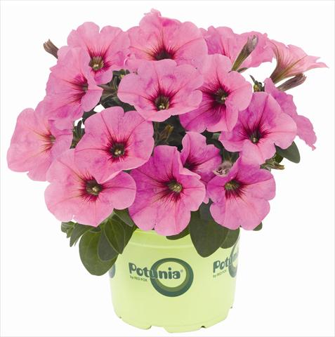 Photo de variété de fleurs à utiliser comme: Pot, patio, Suspension Petunia x hybrida RED FOX Potunia® Plus Pinkalicious