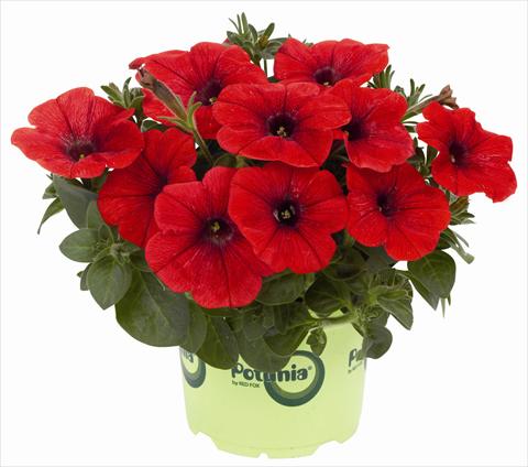 Photo de variété de fleurs à utiliser comme: Pot, patio, Suspension Petunia x hybrida RED FOX Potunia® Plus Red