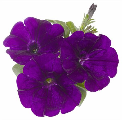 Photo de variété de fleurs à utiliser comme: Pot, Plante à massif, patio, Suspension Petunia x hybrida RED FOX Surprise Midnight Blue