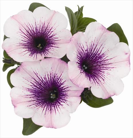 Photo de variété de fleurs à utiliser comme: Pot, Plante à massif, patio, Suspension Petunia x hybrida RED FOX Surprise Purple Ice