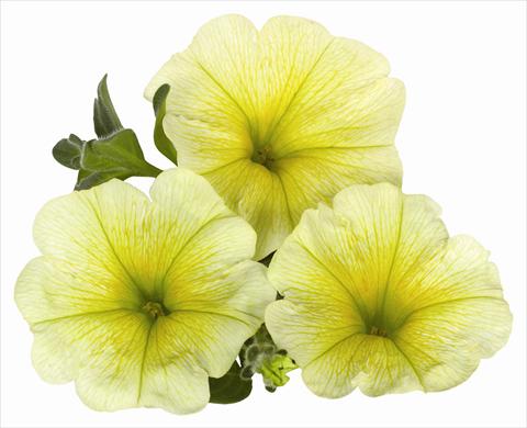 Photo de variété de fleurs à utiliser comme: Pot, Plante à massif, patio, Suspension Petunia x hybrida RED FOX Surprise Yellow