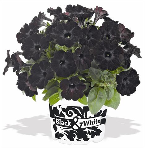 Photo de variété de fleurs à utiliser comme: Pot, Plante à massif, patio, Suspension Petunia x hybrida RED FOX Sweetunia® Black Satin