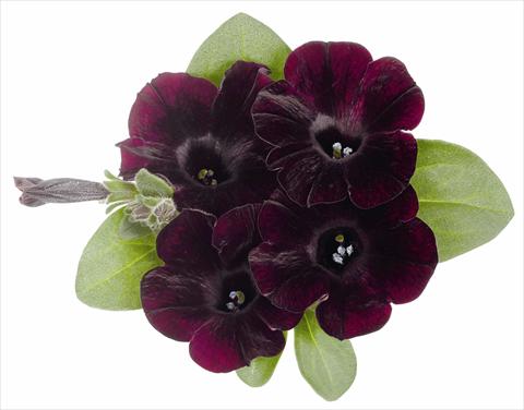 Photo de variété de fleurs à utiliser comme: Pot, Plante à massif, patio, Suspension Petunia x hybrida RED FOX Sweetunia® Bordeaux