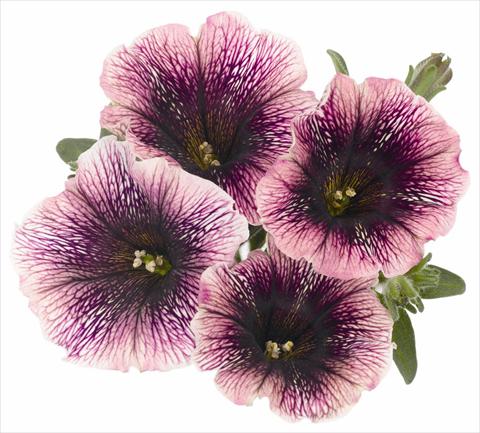 Photo de variété de fleurs à utiliser comme: Pot, Plante à massif, patio, Suspension Petunia x hybrida RED FOX Sweetunia® Mystery