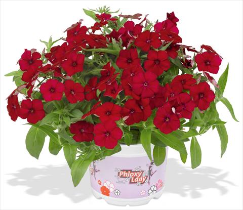 Photo de variété de fleurs à utiliser comme: Pot et Plante à massif Phlox maculata RED FOX Phloxy Lady Cherry Red