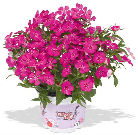 Photo de variété de fleurs à utiliser comme: Pot et Plante à massif Phlox maculata RED FOX Phloxy Lady Hot Pink