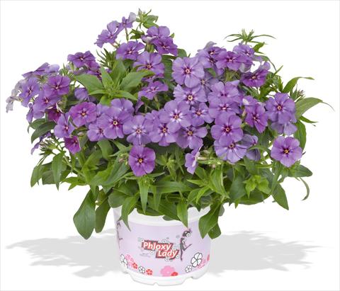 Photo de variété de fleurs à utiliser comme: Pot et Plante à massif Phlox maculata RED FOX Phloxy Lady Purple Sky