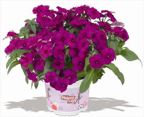 Photo de variété de fleurs à utiliser comme: Pot et Plante à massif Phlox maculata RED FOX Phloxy Lady Purple