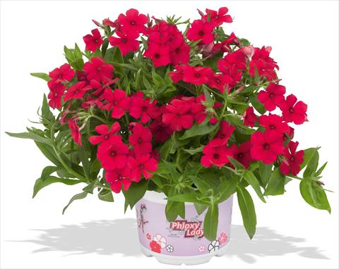 Photo de variété de fleurs à utiliser comme: Pot et Plante à massif Phlox maculata RED FOX Phloxy Lady Strawberry