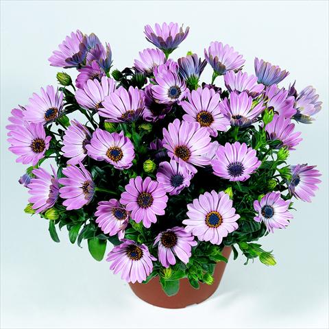 Photo de variété de fleurs à utiliser comme: Pot et Plante à massif Osteospermum RED FOX Summertime® Pink