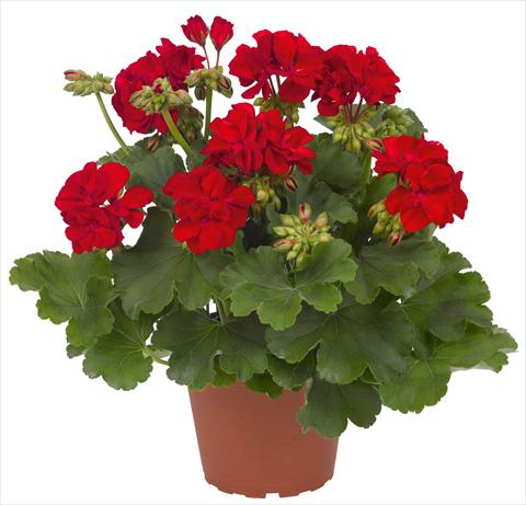 Photo de variété de fleurs à utiliser comme: Patio, pot Pelargonium interspec. RED FOX Cumbanita Dark Red
