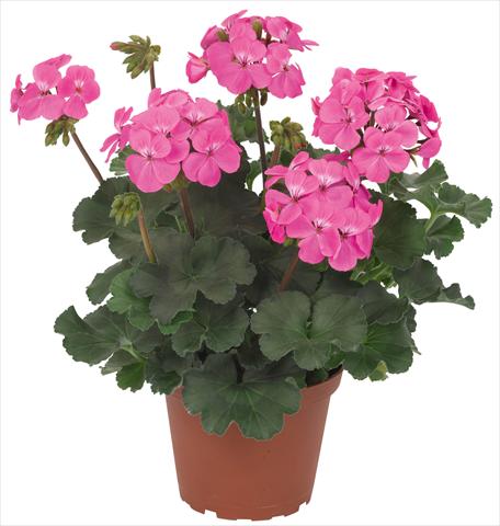 Photo de variété de fleurs à utiliser comme: Patio, pot Pelargonium interspec. RED FOX Sarita Pink