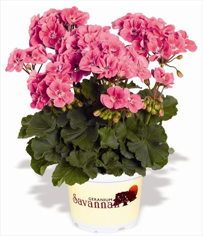 Photo de variété de fleurs à utiliser comme: Patio, pot Pelargonium zonale RED FOX Savannah Sizzle