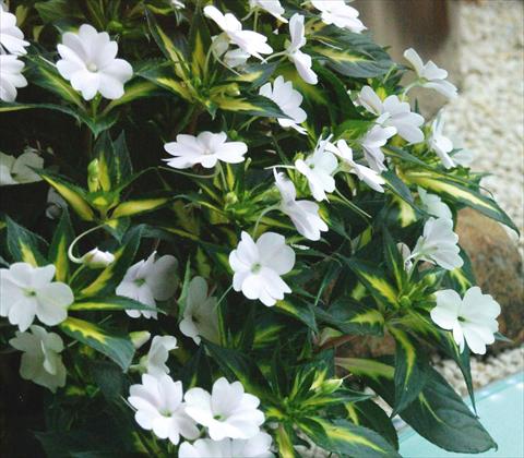 Photo de variété de fleurs à utiliser comme: Pot, Plante à massif, patio, Suspension Impatiens N. Guinea SunPatiens® Spreading White