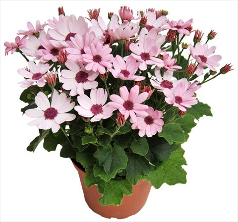 Photo de variété de fleurs à utiliser comme: Pot et Plante à massif Senecium cineraria RED FOX Todaisy Pink