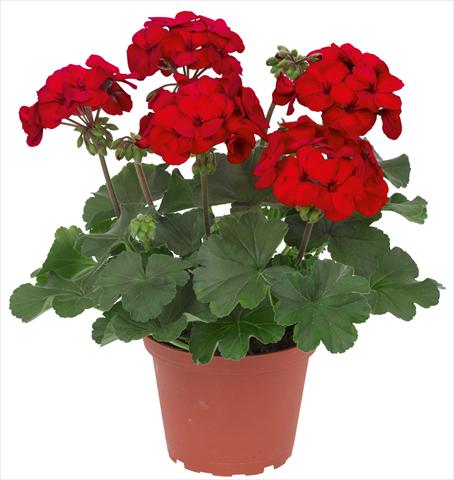 Photo de variété de fleurs à utiliser comme: Patio, pot Pelargonium interspec. RED FOX Sarita Dark Red