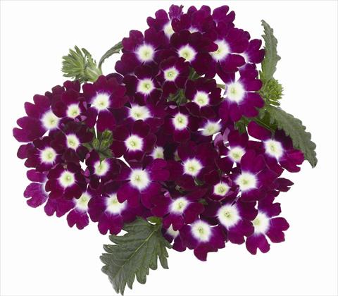 Photo de variété de fleurs à utiliser comme: Pot, patio, Suspension Verbena hybrida RED FOX Empress Burgundy Charme