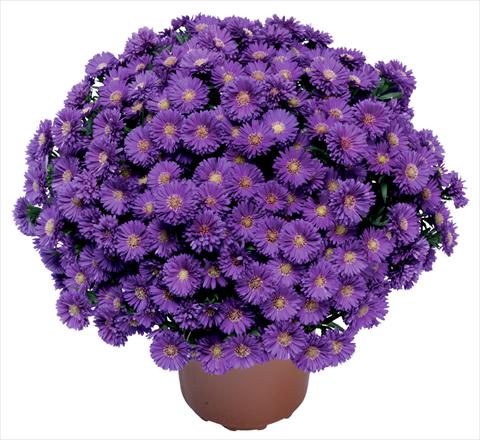 Photo de variété de fleurs à utiliser comme: Fleur coupée Aster novi belgii Magic Blu