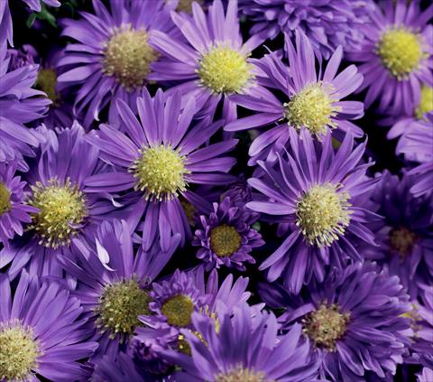 Photo de variété de fleurs à utiliser comme: Fleur coupée Aster novi belgii Magic Blue Imp