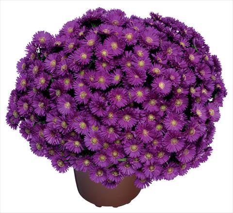 Photo de variété de fleurs à utiliser comme: Fleur coupée Aster novi belgii Magic Purple