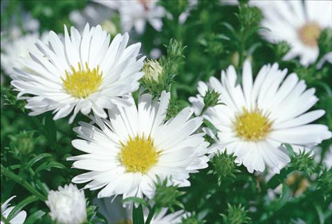 Photo de variété de fleurs à utiliser comme: Fleur coupée Aster novi belgii Magic White