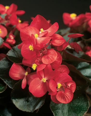 Photo de variété de fleurs à utiliser comme: Pot et Plante à massif Begonia semperflorens Eureka F1 Bronze Scarlet