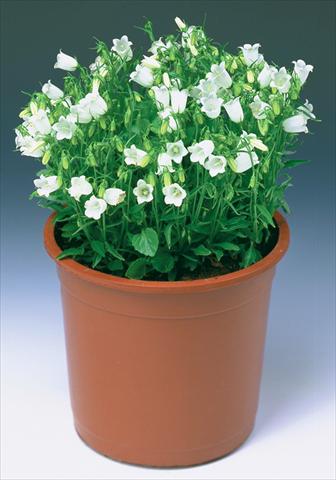 Photo de variété de fleurs à utiliser comme: Plante à massif/ plante de bordure Campanula cochleariifolia Swinging Bells White