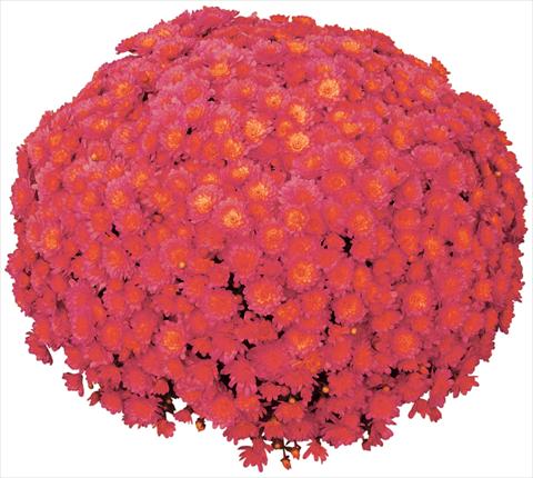Photo de variété de fleurs à utiliser comme: Pot et Plante à massif Chrysanthemum Jacqueline Peach Fusion