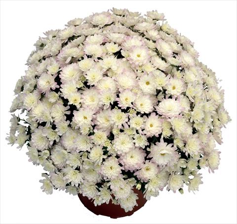 Photo de variété de fleurs à utiliser comme: Pot et Plante à massif Chrysanthemum Jacqueline Pearl