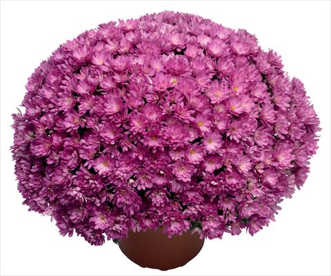 Photo de variété de fleurs à utiliser comme: Pot et Plante à massif Chrysanthemum Jacqueline Pink