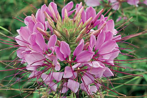 Photo de variété de fleurs à utiliser comme: Pot, Plante à massif, patio Cleome hassleriana Sparkler F1 Lavender