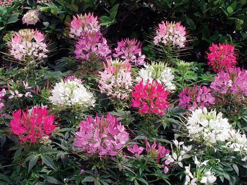 Photo de variété de fleurs à utiliser comme: Pot, Plante à massif, patio Cleome hassleriana Sparkler F1 Mix