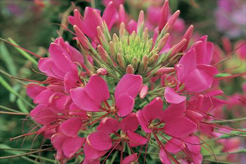 Photo de variété de fleurs à utiliser comme: Pot, Plante à massif, patio Cleome hassleriana Sparkler F1 Rose