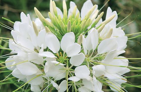 Photo de variété de fleurs à utiliser comme: Pot, Plante à massif, patio Cleome hassleriana Sparkler F1 White